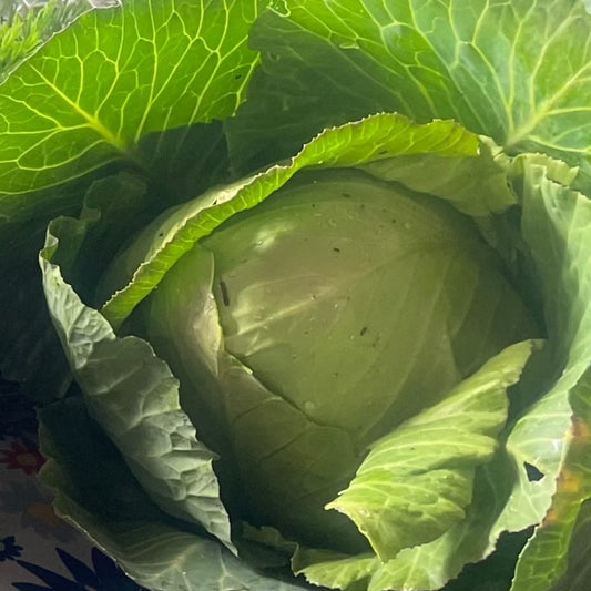 Cabbage - 1 head